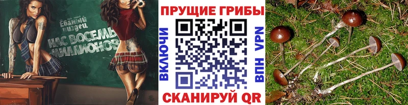 Галлюциногенные грибы MAGIC MUSHROOMS  Менделеевск 