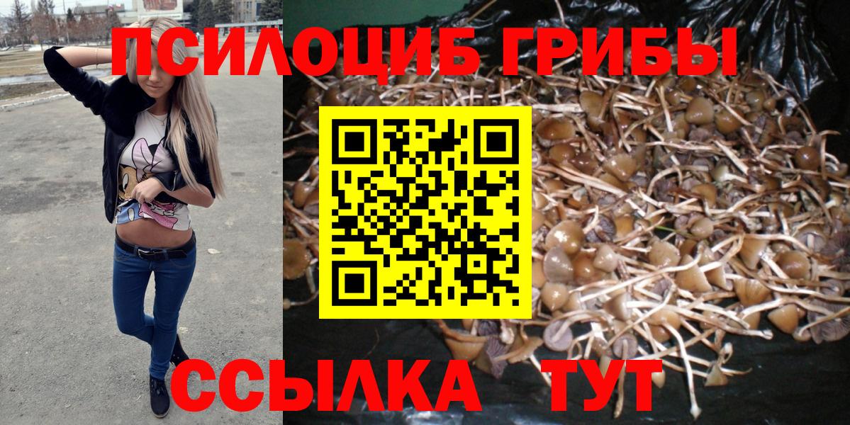Менделеевск  Галлюциногенные грибы Psilocybine cubensis  Вход с VPN 